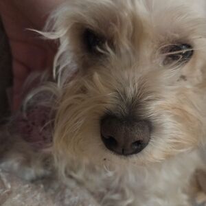 Ariel's Treatment Fundraising